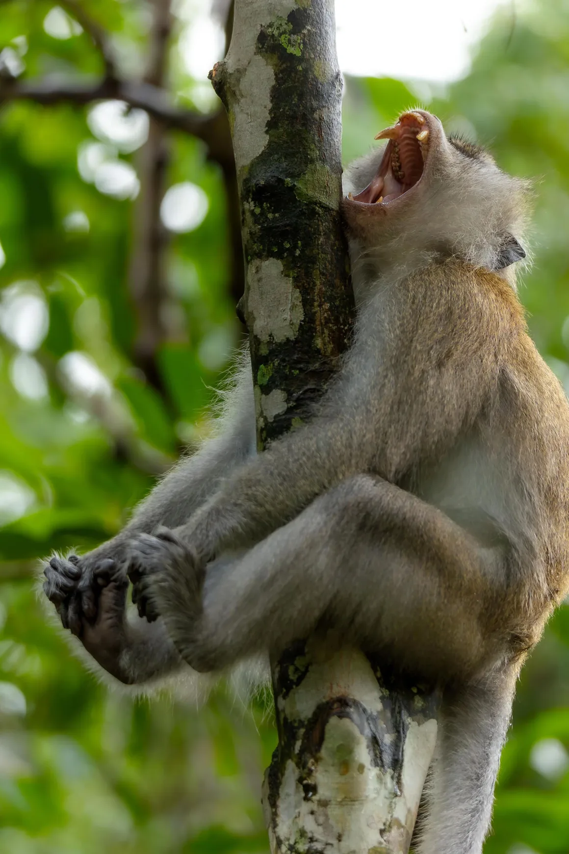 Nikon Comedy Wildlife Awards 2026’nın En Komik 33 Karesi 26 Uzun kuyruklu bir makak, bir ağaç gövdesi üzerinde ağzını sonuna kadar açmış ve dişlerini gösteriyor.