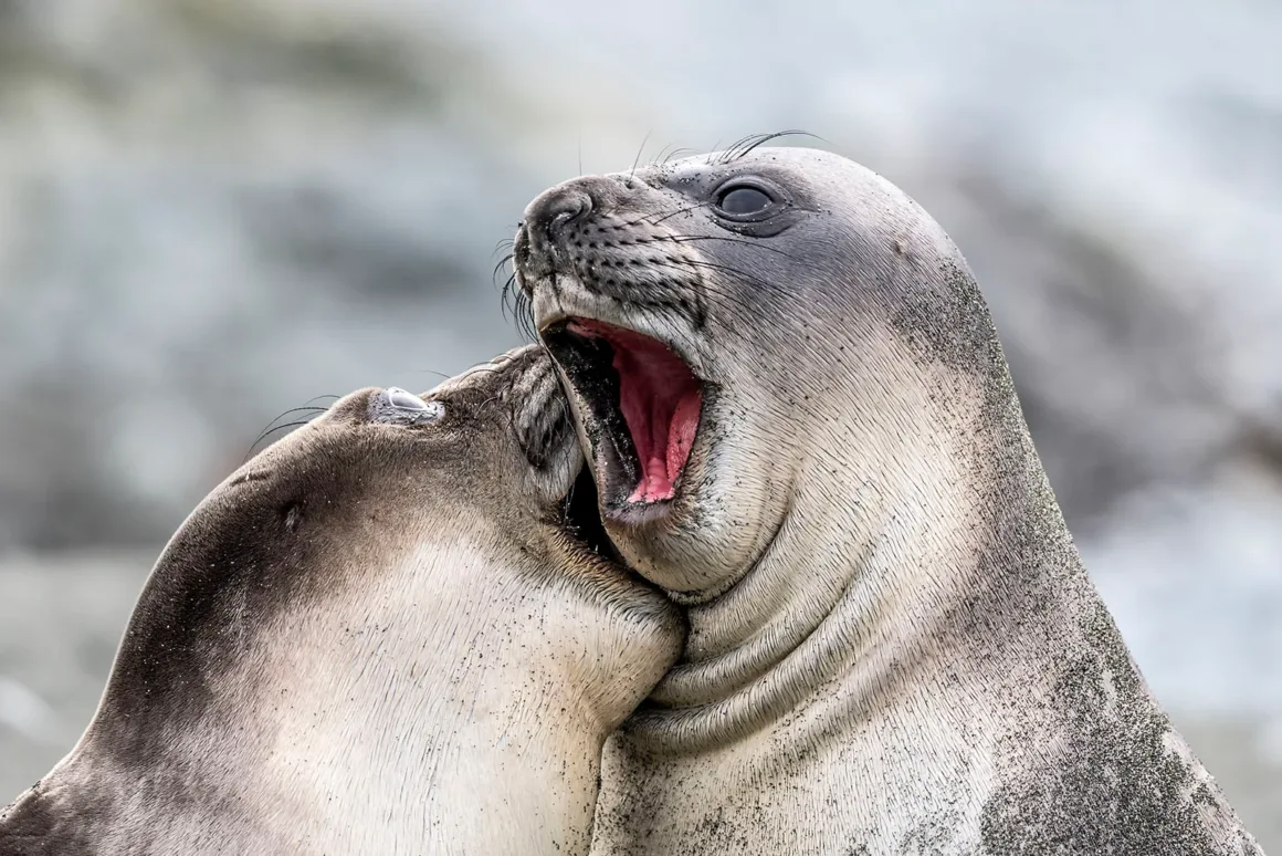 Nikon Comedy Wildlife Awards 2026’nın En Komik 33 Karesi 28 İki deniz fili yavrusu etkileşim hâlinde; biri diğerinin boynunu hafifçe ısırıyor, diğeri ağzını sonuna kadar açmış.