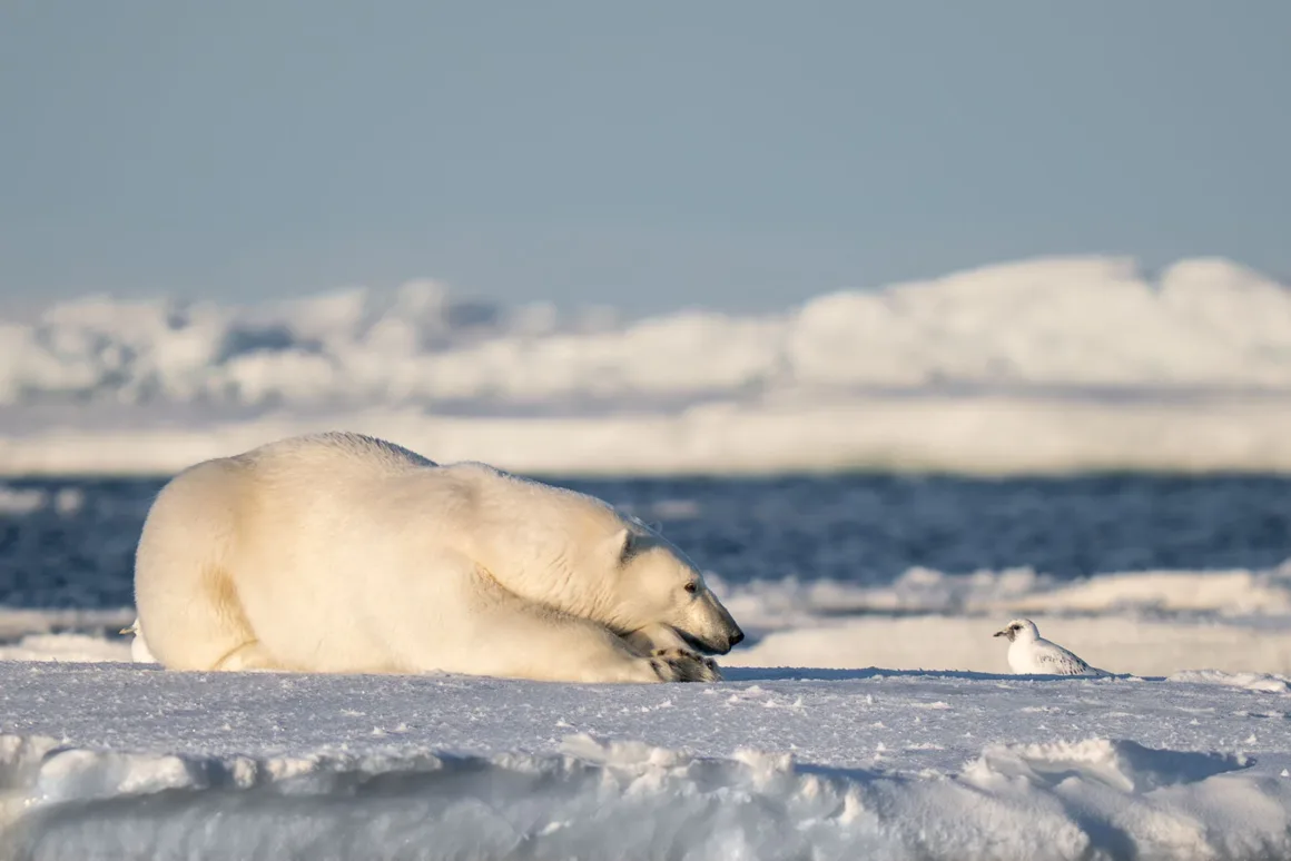 Nikon Comedy Wildlife Awards 2026’nın En Komik 33 Karesi 29 Düz bir buz kütlesi üzerinde yatan kutup ayısı, birkaç metre ileride duran küçük beyaz bir kuşa bakıyor; arkada buzdağları ve koyu renkli su.