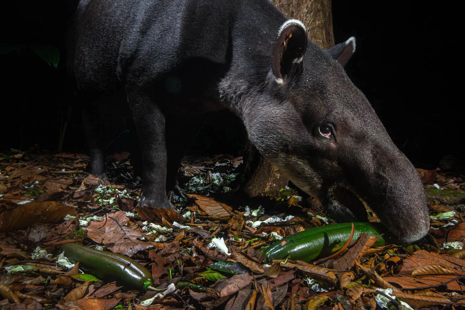 European Wildlife Photographer of the Year 2026 Kazananları Açıklandı 41 A dark-furred tapir with a long, flexible snout eats a green cucumber on a forest floor covered in brown leaves.