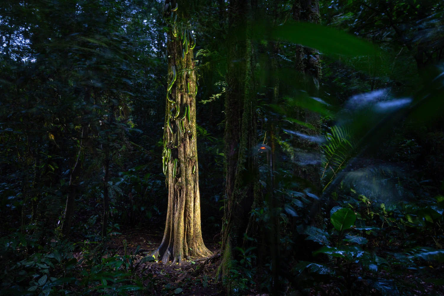 European Wildlife Photographer of the Year 2026 Kazananları Açıklandı 42 A spotlight illuminates a tree trunk covered in green, pod-like growths within a dark, dense forest.