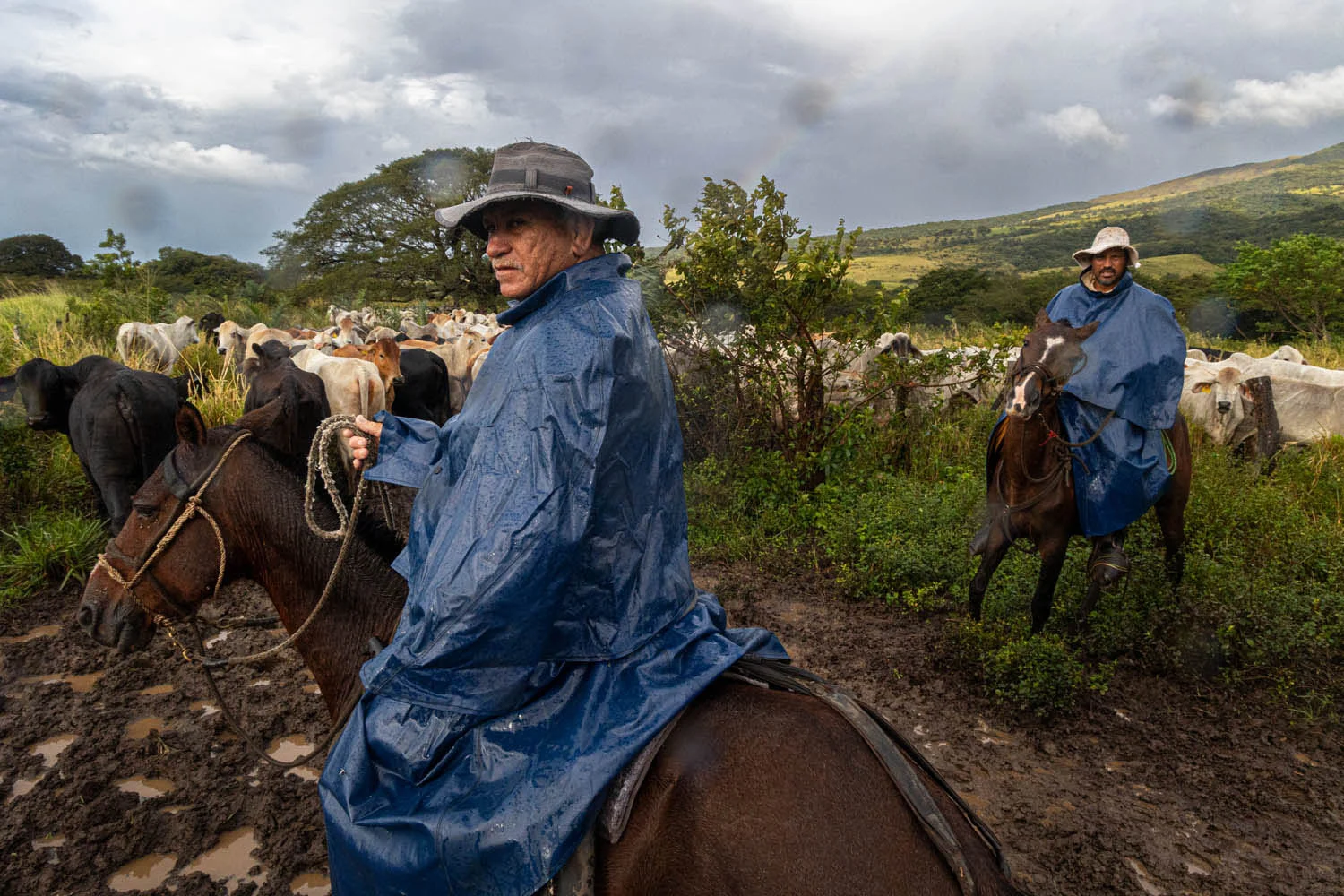 European Wildlife Photographer of the Year 2026 Kazananları Açıklandı 44 Two men in blue ponchos and hats ride horses through a muddy field while herding a group of cattle under a cloudy sky.