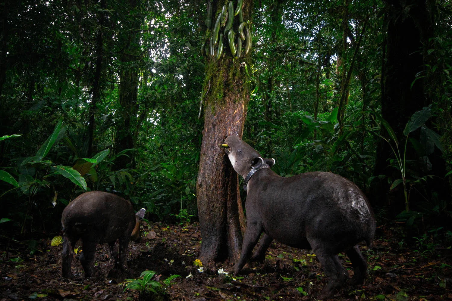 European Wildlife Photographer of the Year 2026 Kazananları Açıklandı 40 Two tapirs stand in a lush forest, with one eating fruit attached to the trunk of a tree.