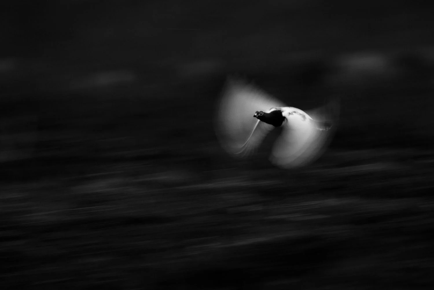 European Wildlife Photographer of the Year 2026 Kazananları Açıklandı 49 A black and white motion-blurred shot of a bird in flight against a dark, streaked background.