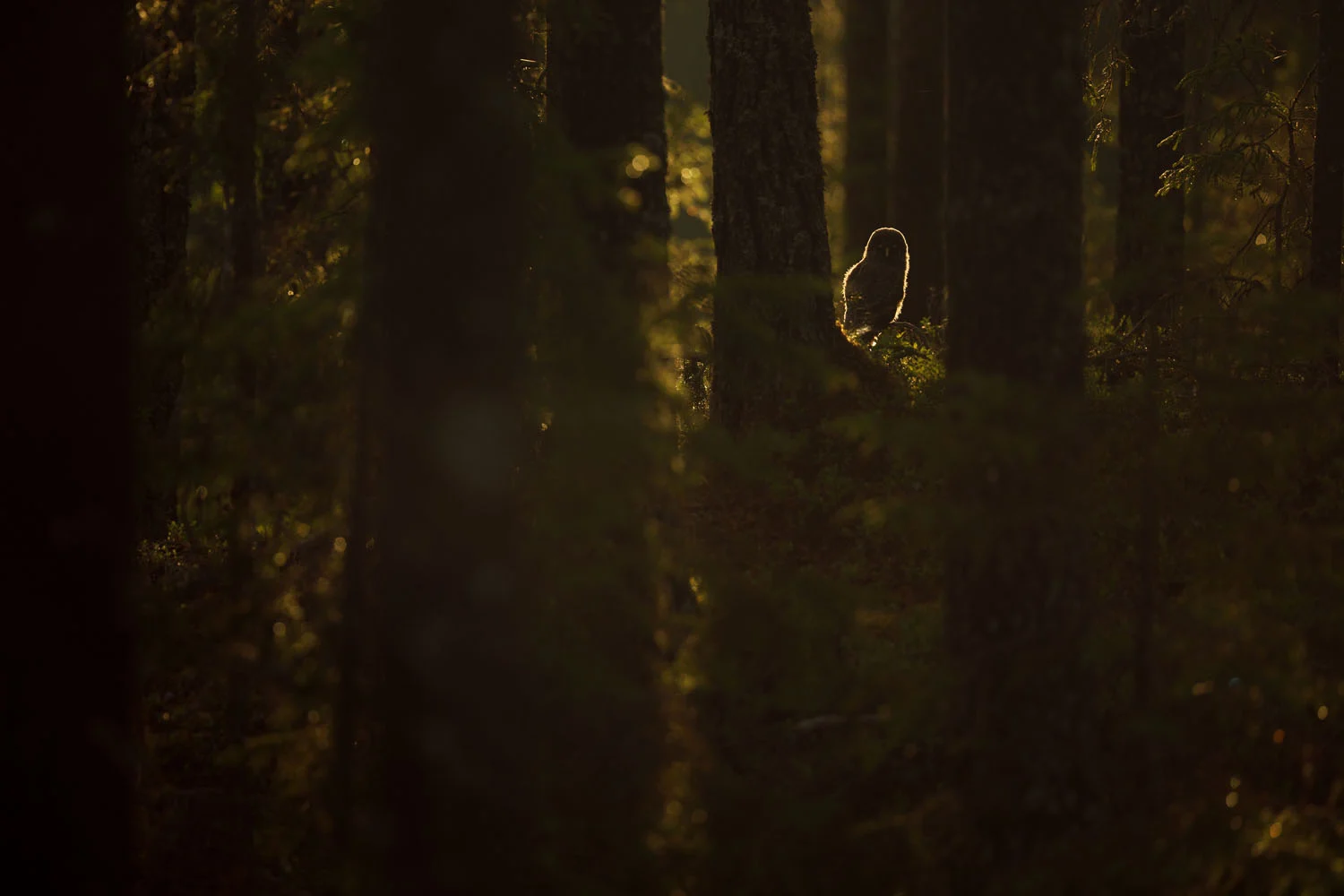 European Wildlife Photographer of the Year 2026 Kazananları Açıklandı 46 An owl sits perched on a tree branch in a dark forest, backlit by golden sunlight filtering through the trees.