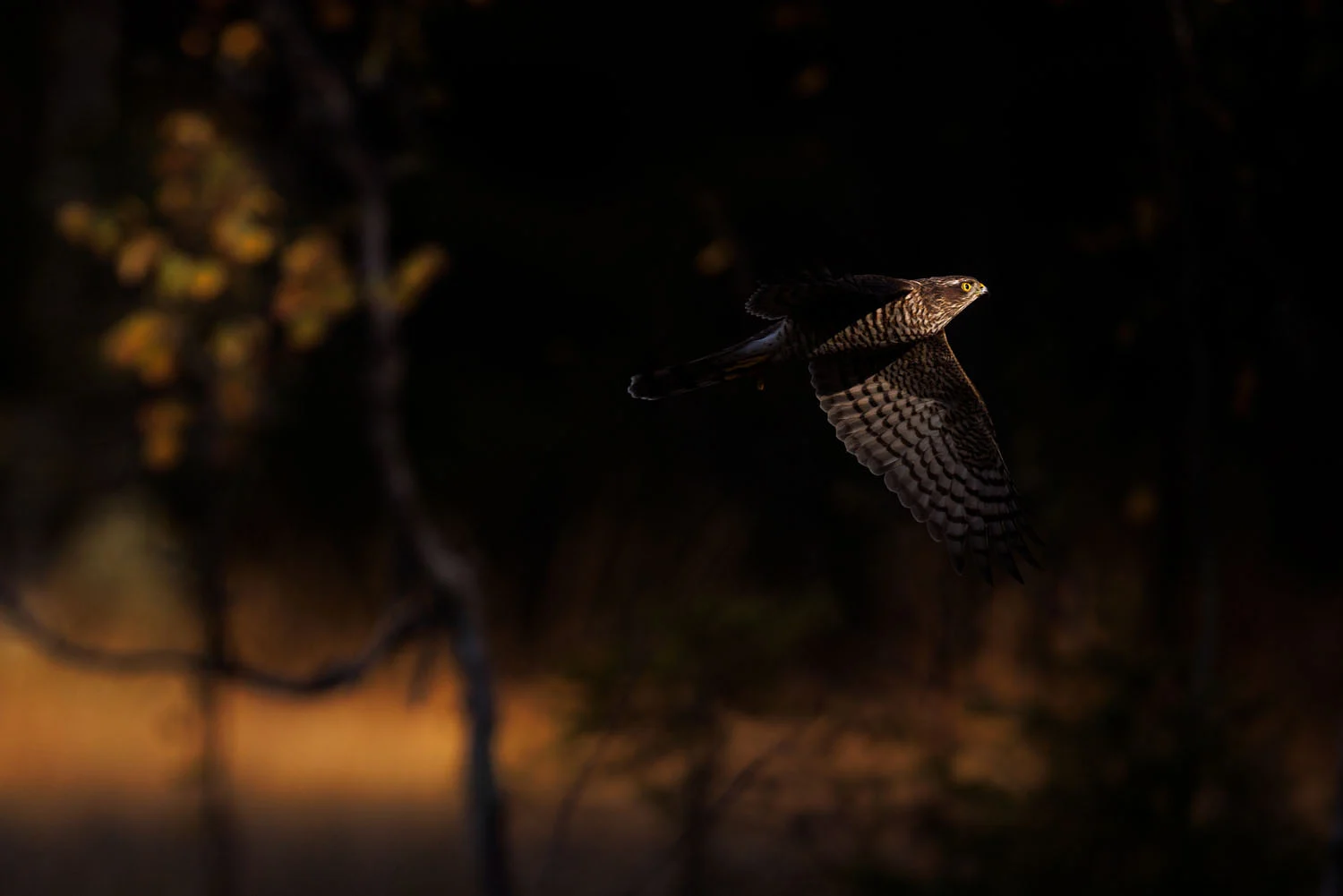 European Wildlife Photographer of the Year 2026 Kazananları Açıklandı 47 A hawk with brown and white barred plumage flies through a dark forest, illuminated by a sliver of golden light.
