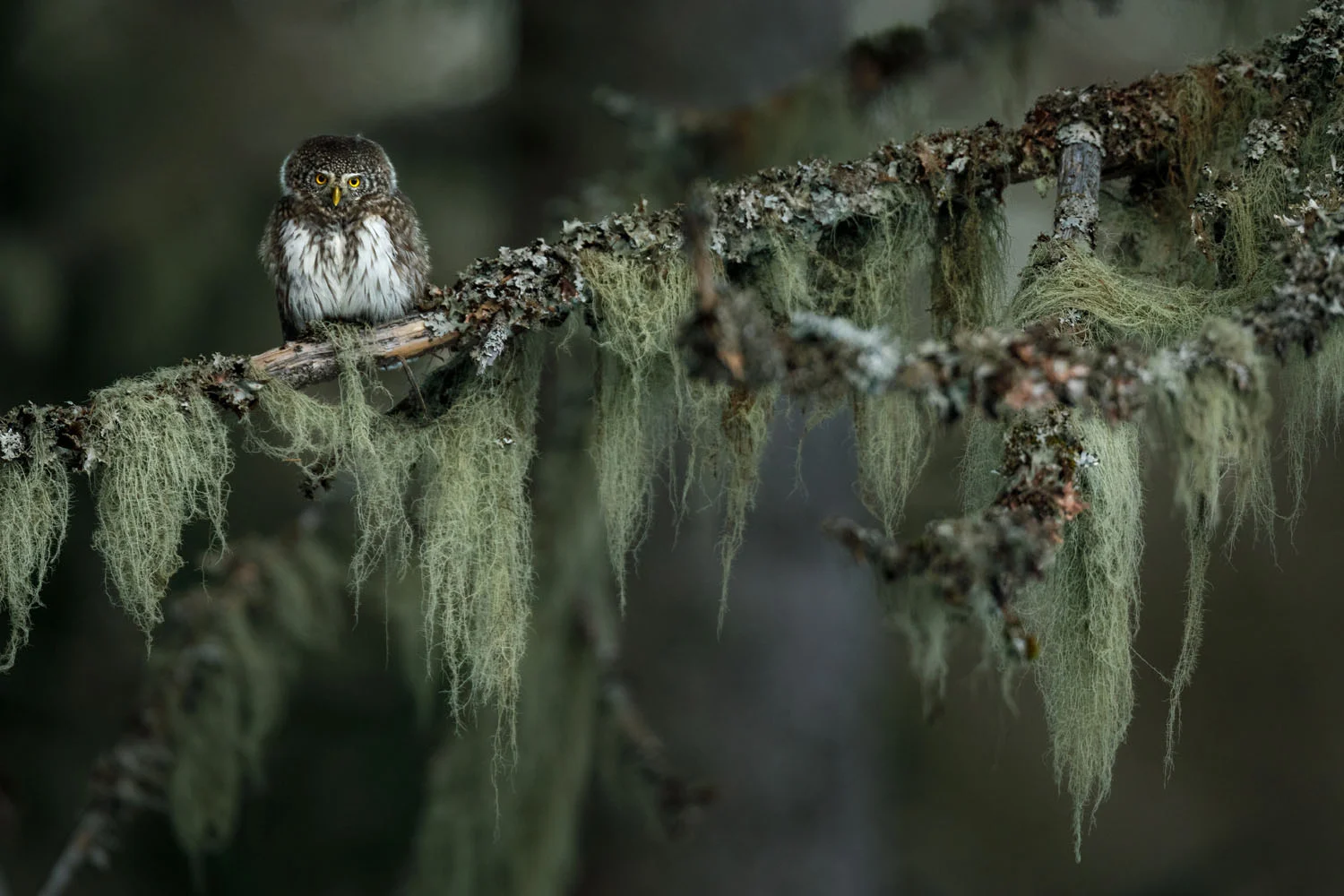 European Wildlife Photographer of the Year 2026 Kazananları Açıklandı 45 A small owl with bright yellow eyes sits perched on a moss-covered tree branch draped with long, hanging lichen.