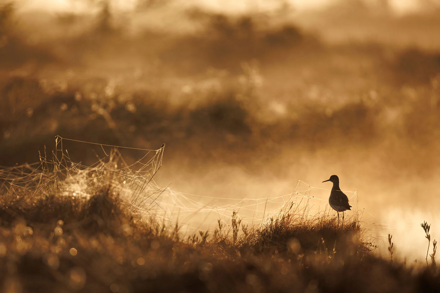 European Wildlife Photographer of the Year 2026 Kazananları Açıklandı 48 A small bird stands in silhouette on a grassy bank amidst spiderwebs in a misty, golden-lit landscape.