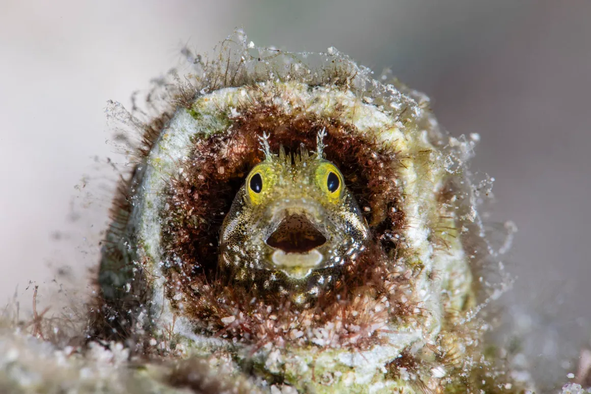 Nikon Comedy Wildlife Awards 2026’nın En Komik 33 Karesi 30 Sarı gözlü küçük bir blenni balığı, yosunla kaplı silindirik bir borunun içinden ağzı açık şekilde dışarı bakıyor.