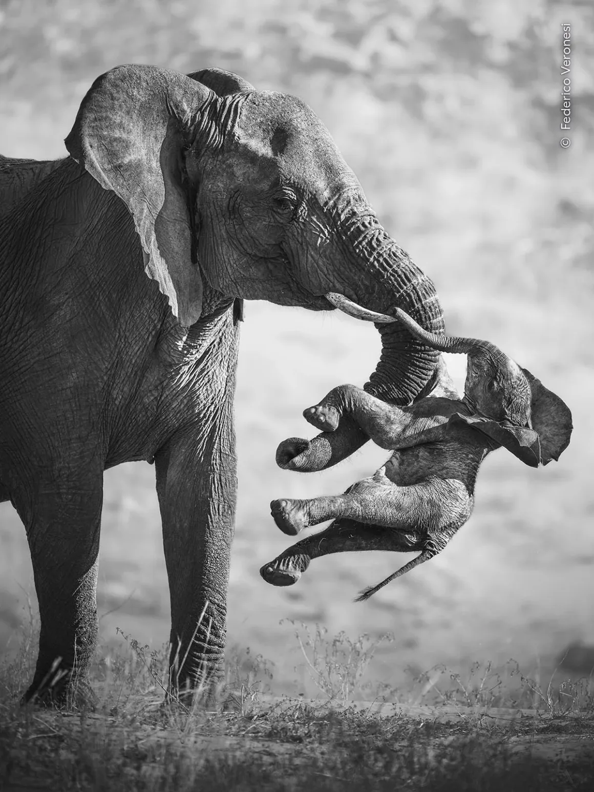 Wildlife Photographer of the Year 2026: Ölü Yavrusunu Taşıyan Fil Fotoğrafı Büyük Ödülü Kazandı 18 Wildlife Photographer of the Year 2026: Ölü Yavrusunu Taşıyan Fil Fotoğrafı Büyük Ödülü Kazandı
Siyah-beyaz fotoğrafta yetişkin bir fil, küçük bir yavruyu hortumuyla yerden kaldırıyor.