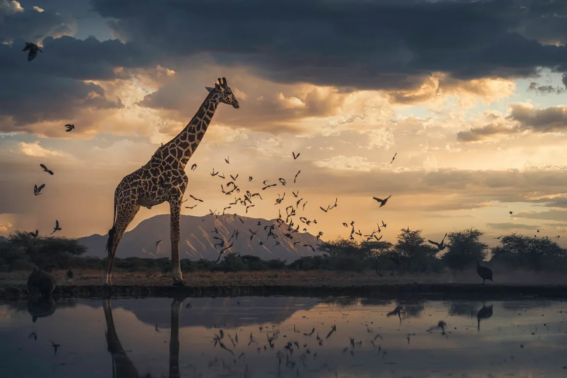 Remembering Giraffes: Dünyanın Önde Gelen Fotoğrafçıları Zürafalar İçin Bir Araya Geldi 19 Bir zürafa gün batımında su birikintisinin kenarında dururken çok sayıda kuş bulutlu gökyüzünde uçuyor; arka planda uzak dağlar görülüyor.