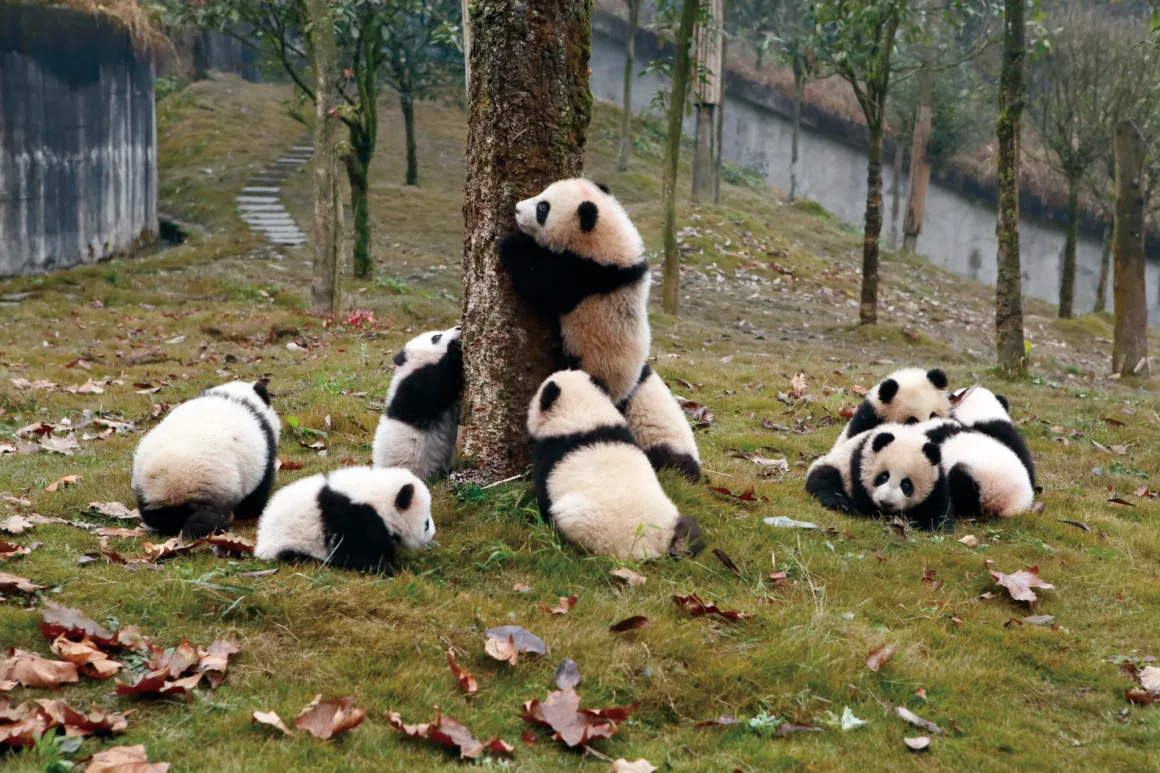Dev Pandaların Dünyası: Çin’in Koruma Hikâyesi 80’den Fazla Fotoğrafla 21 Yedi dev panda yavrusu çimenlik ve ağaçlık bir alanda oynuyor; biri ağaç gövdesine tırmanırken diğerleri yerde oturuyor veya uzanıyor.