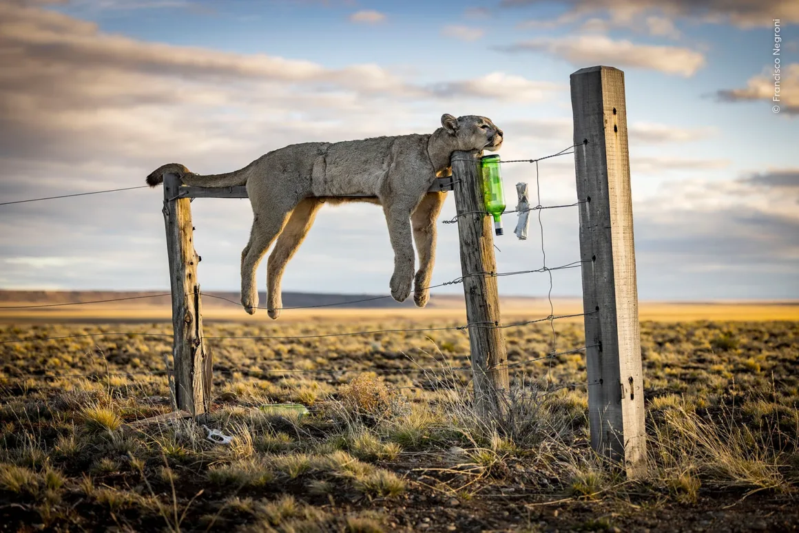 Wildlife Photographer of the Year 2026: Ölü Yavrusunu Taşıyan Fil Fotoğrafı Büyük Ödülü Kazandı 23 Bir puma, gün batımında geniş bir çayırlıkta ahşap çitin en üst telinin üzerine uzanmış halde görülüyor.