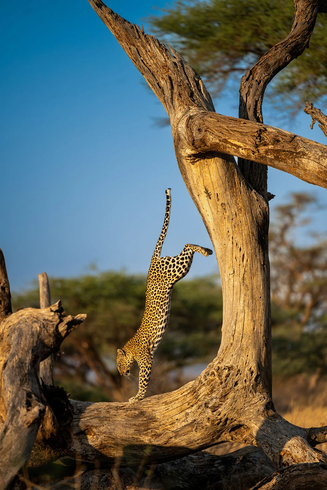 Nikon Comedy Wildlife Awards 2026’nın En Komik 33 Karesi 32 Açık mavi gökyüzüne karşı büyük ve yıpranmış bir ağaç dalı üzerinde amuda kalkmış gibi görünen leopar.