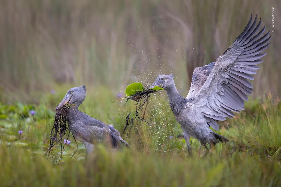 Wildlife Photographer of the Year 2026: Ölü Yavrusunu Taşıyan Fil Fotoğrafı Büyük Ödülü Kazandı 24 İki pabuç gagalı leylek sulak alandaki bitkilerin arasında duruyor; ikisi de gagalarında su bitkileri taşırken kuşlardan biri büyük kanatlarını açıyor.