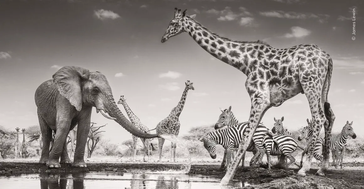 Wildlife Photographer of the Year 2026: Ölü Yavrusunu Taşıyan Fil Fotoğrafı Büyük Ödülü Kazandı 19 Bir fil, su kaynağı yakınındaki zebra grubuna hortumundan su püskürtüyor; arka planda birkaç zürafa görülüyor.