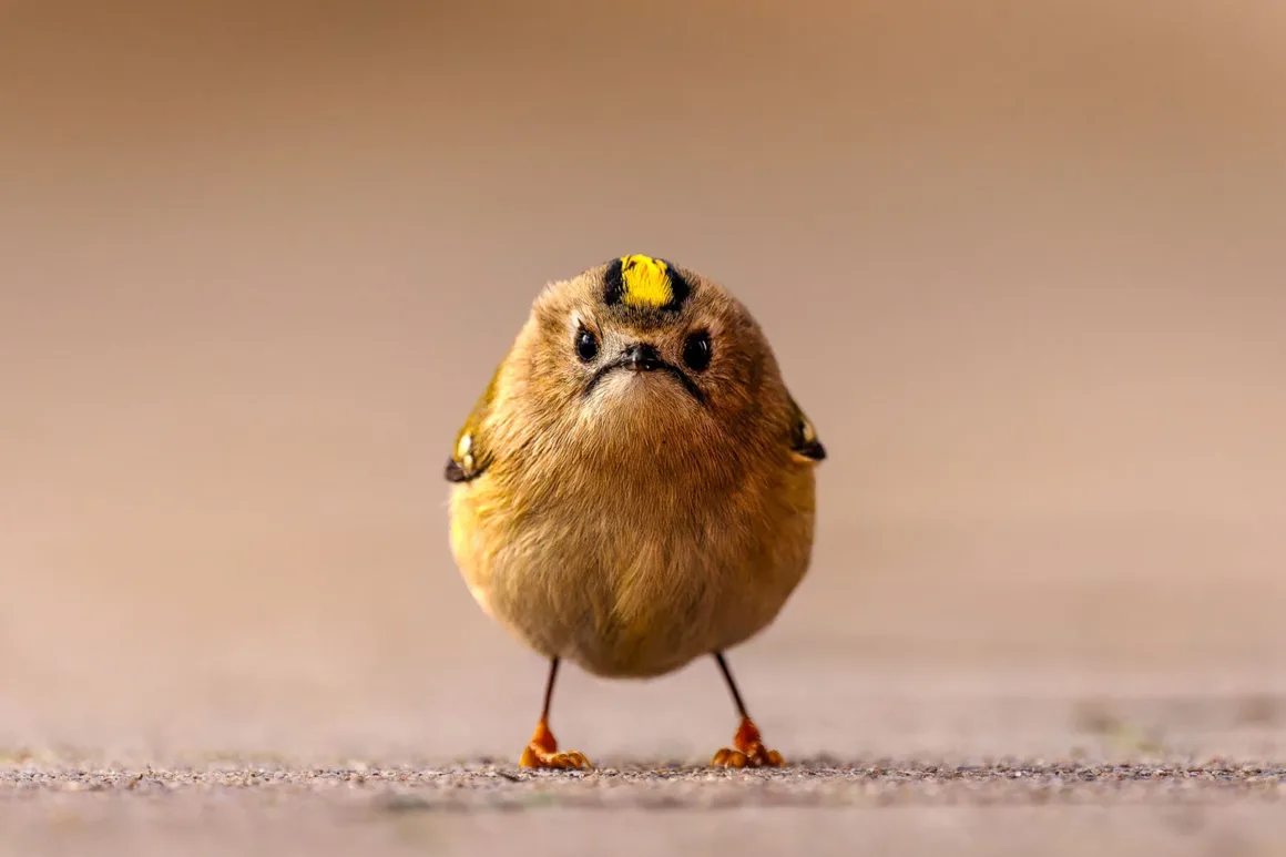 Nikon Comedy Wildlife Awards 2026’nın En Komik 33 Karesi 33 Küçük ve yuvarlak bir çalıkuşu, açık kahverengi bulanık fon önünde düz bir yüzeyde öne doğru bakıyor.