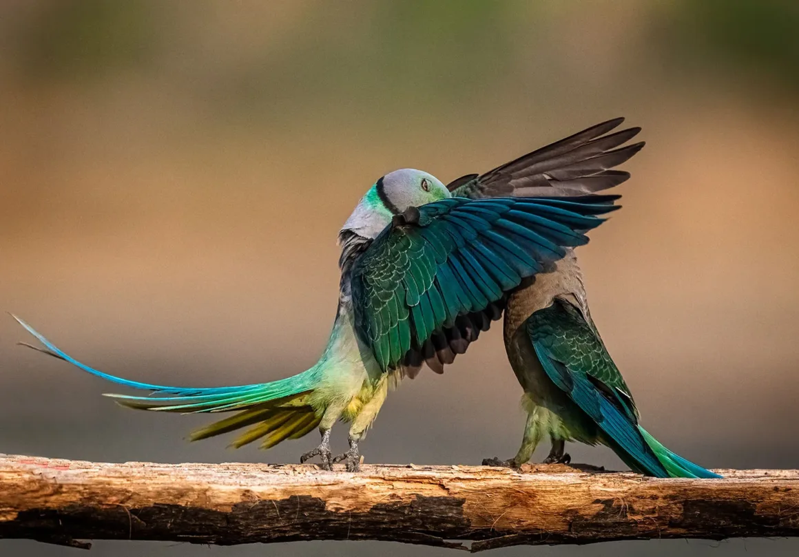 Nikon Comedy Wildlife Awards 2026’nın En Komik 33 Karesi 34 Ahşap bir dal üzerinde karşı karşıya duran iki Malabar papağanı; kuşlardan biri mavi ve yeşil kanatlarını diğerine doğru açmış.