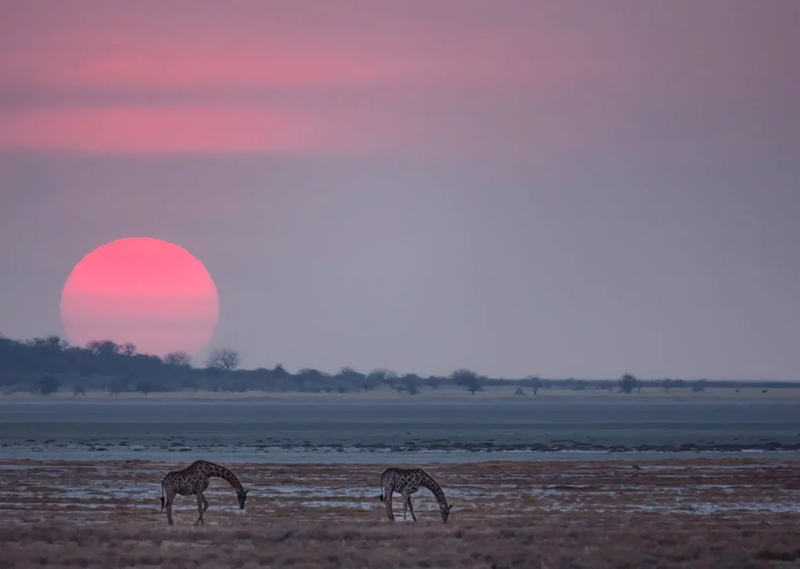 Remembering Giraffes: Dünyanın Önde Gelen Fotoğrafçıları Zürafalar İçin Bir Araya Geldi 23 İki zürafa, büyük pembe gün batımının altında kuru ve seyrek bitki örtüsüne sahip bir arazide besleniyor.