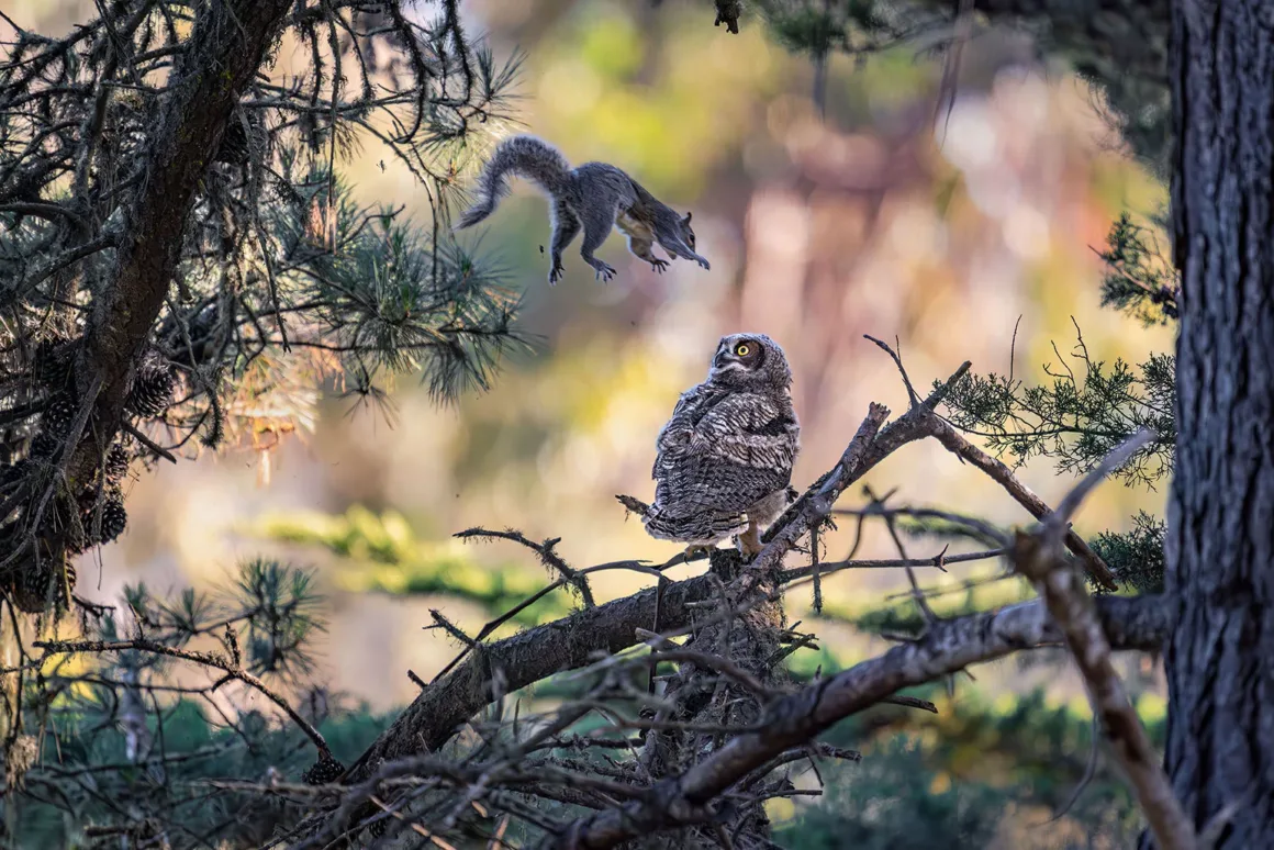 Nikon Comedy Wildlife Awards 2026’nın En Komik 33 Karesi 36 Bir sincap havada sıçrayarak çam ağacının dalında duran genç bir büyük boynuzlu baykuşa doğru ilerliyor.