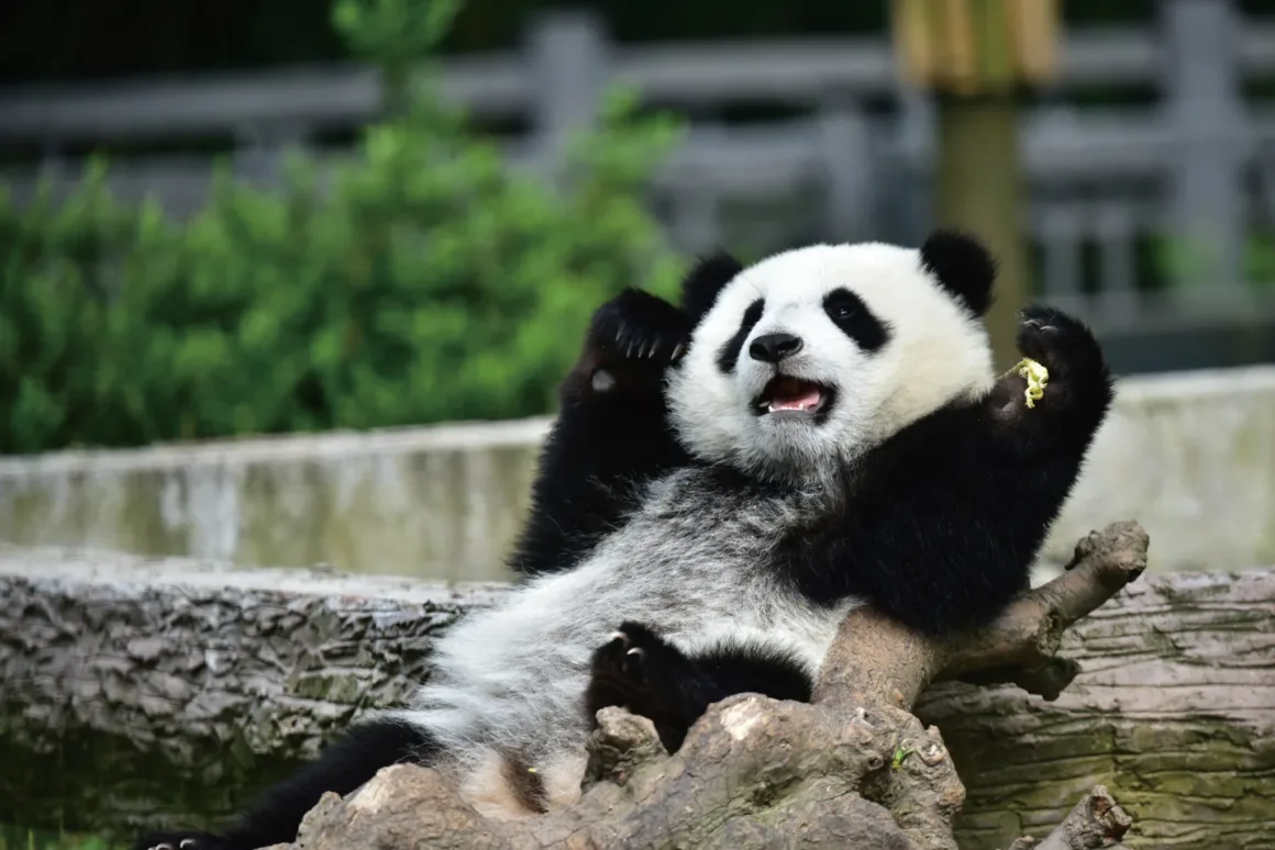 Dev Pandaların Dünyası: Çin’in Koruma Hikâyesi 80’den Fazla Fotoğrafla 17 Bir dev panda ahşap bir kütüğe yaslanmış halde oturuyor; bir patisinde küçük bir yiyecek parçası tutarken ağzı açık.