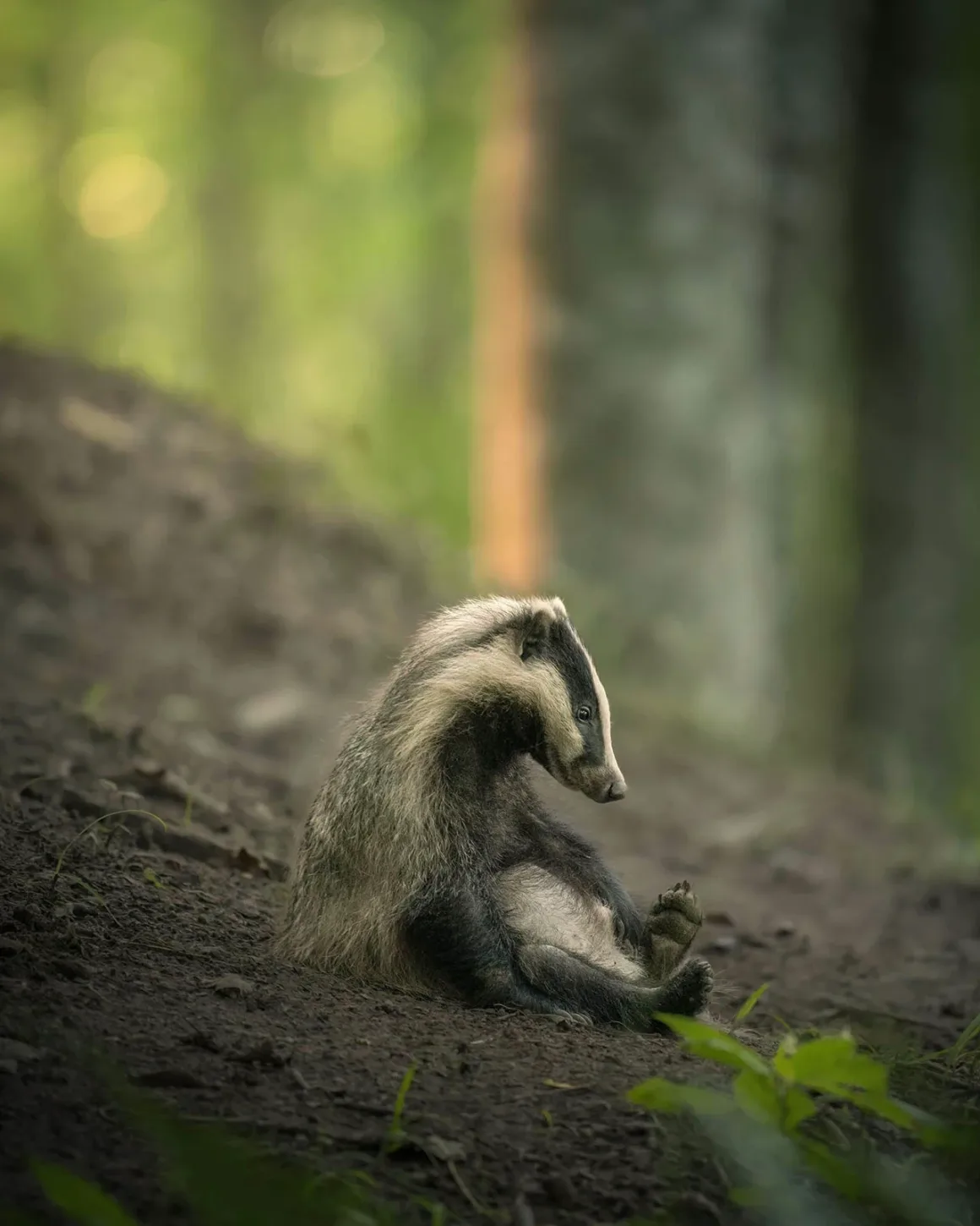 Nikon Comedy Wildlife Awards 2026’nın En Komik 33 Karesi 39 Bir Avrupa porsuğu, ormandaki toprak yamaçta dik şekilde oturmuş, kaldırdığı arka ayağına doğru bakıyor.