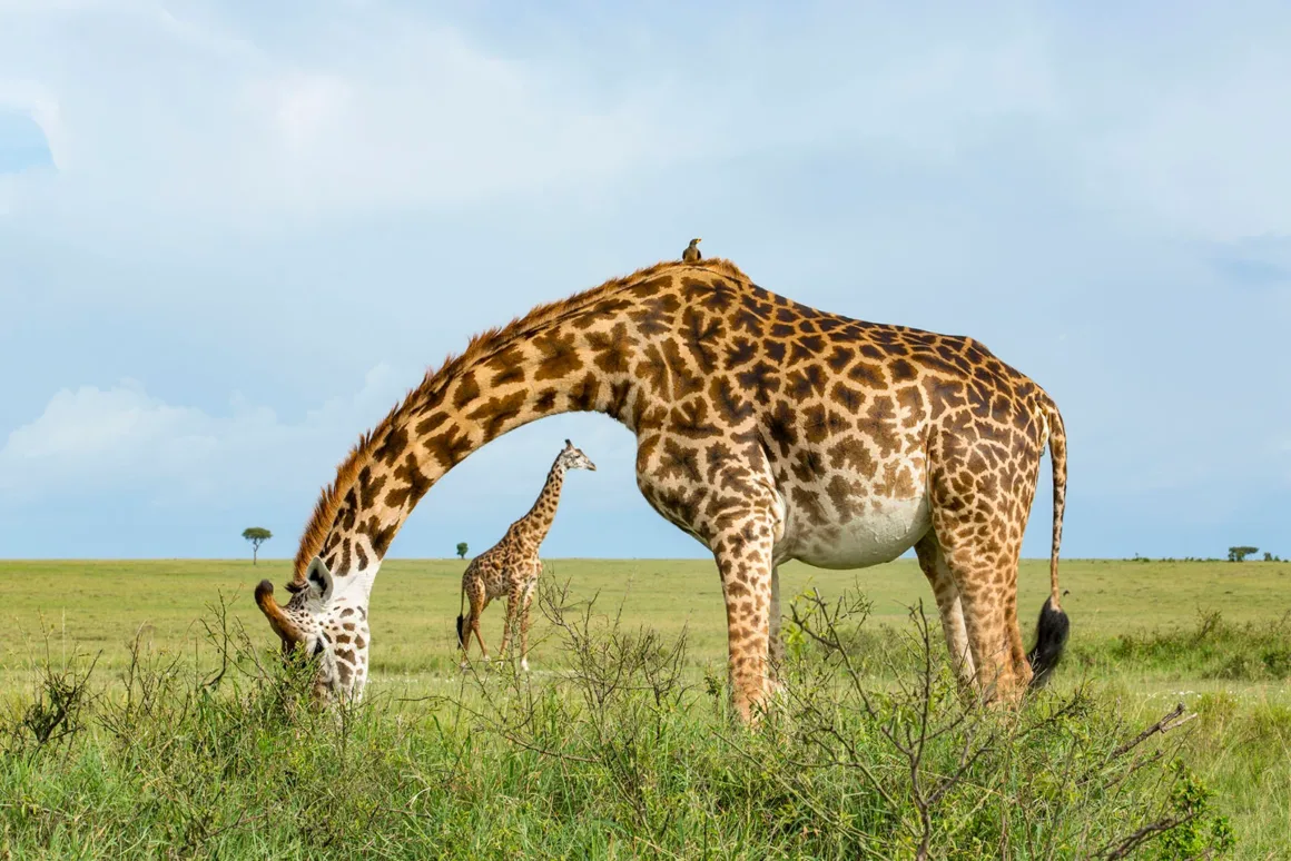 Remembering Giraffes: Dünyanın Önde Gelen Fotoğrafçıları Zürafalar İçin Bir Araya Geldi 22 Büyük bir zürafa çimenlik savanada alçak çalılardan beslenirken arka planda daha küçük bir zürafa duruyor; büyük zürafanın sırtında bir kuş görülüyor.