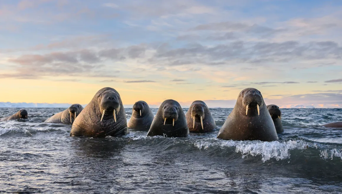 Nikon Comedy Wildlife Awards 2026’nın En Komik 33 Karesi 41 Belirgin dişlere sahip bir mors grubu, gün batımı gökyüzü ve dağların önünde sığ suda duruyor.