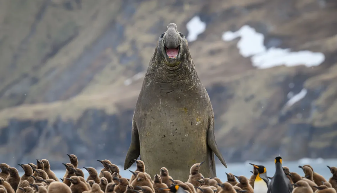 Nikon Comedy Wildlife Awards 2026’nın En Komik 33 Karesi 42 Ağzı açık büyük bir deniz fili, kahverengi penguen yavruları ve birkaç yetişkin kral penguenin arkasında yükseliyor.
