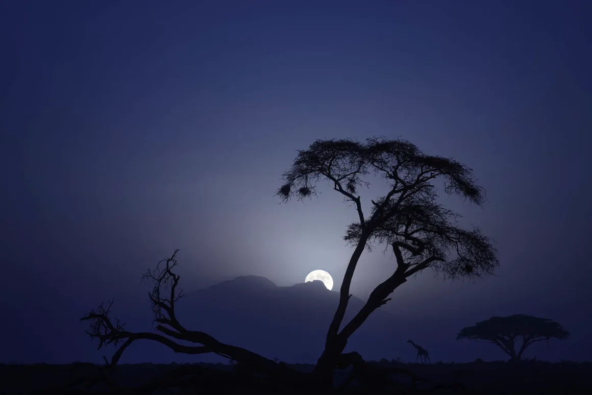 Remembering Giraffes: Dünyanın Önde Gelen Fotoğrafçıları Zürafalar İçin Bir Araya Geldi 21 Ön planda bir akasya ağacının silüeti koyu mavi gökyüzüne karşı yükselirken uzak bir dağın arkasından Ay doğuyor ve uzakta bir zürafa yürüyor.
