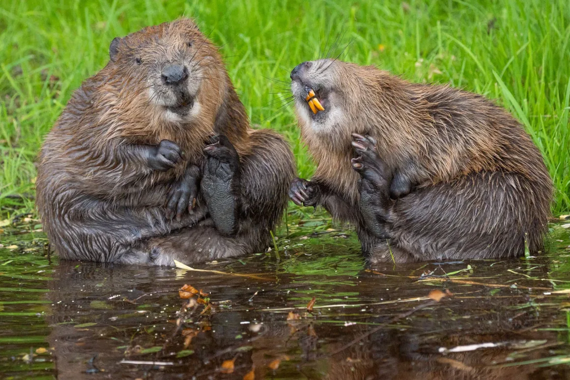 Nikon Comedy Wildlife Awards 2026’nın En Komik 33 Karesi 43 Sığ suda oturan iki kunduz, tımar yaparken perdeli arka ayaklarını yüzlerinin yakınına kaldırmış.