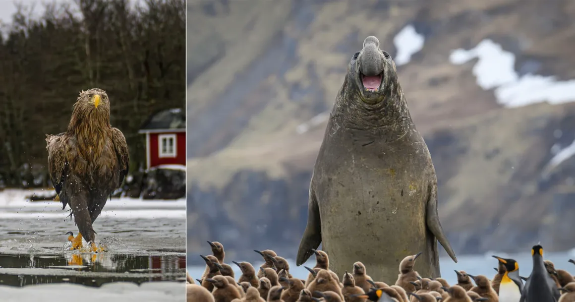 Nikon Comedy Wildlife Awards 2026’nın En Komik 33 Karesi 18 Nikon Comedy Wildlife Awards 2026’nın En Komik 33 Karesi
Solda buz üzerinde yürüyen ak kuyruklu kartal, sağda penguenlerin arasında ağzını açmış büyük bir deniz fili.
