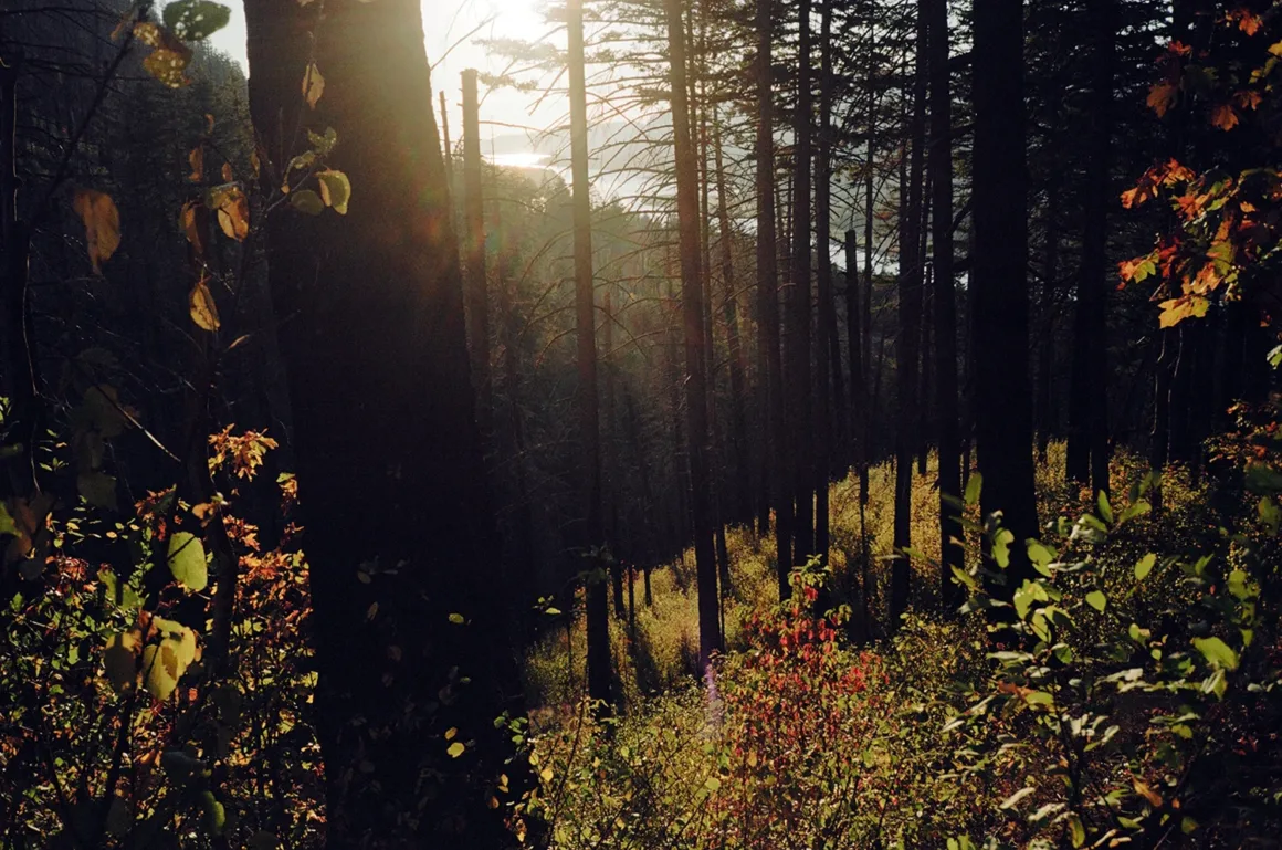 Kodak Portra 160: İnce Grenli Renkli Negatif Filmin Gücü 24 Güneş ışığı uzun ve ince ağaçlardan oluşan yoğun ormanın arasından süzülerek zemindeki altın renkli sonbahar yapraklarını aydınlatıyor.