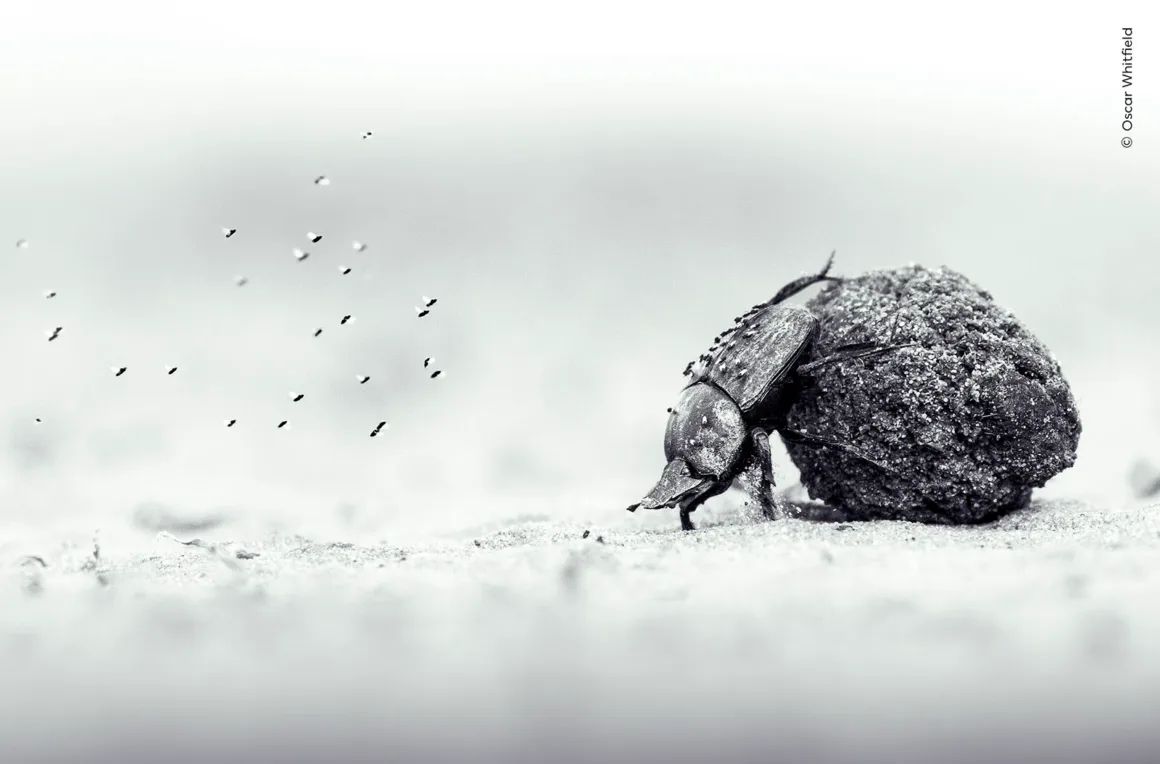 Wildlife Photographer of the Year 2026: Ölü Yavrusunu Taşıyan Fil Fotoğrafı Büyük Ödülü Kazandı 22 Bir bok böceği, kumlu zeminde büyük bir dışkı topunu iterken çevresinde küçük bir sinek sürüsü uçuyor.