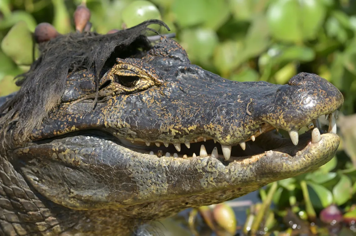 Nikon Comedy Wildlife Awards 2026’nın En Komik 33 Karesi 44 Brezilya’daki bir kaymanın başında, saç gibi görünen koyu renkli su bitkileri bulunuyor.