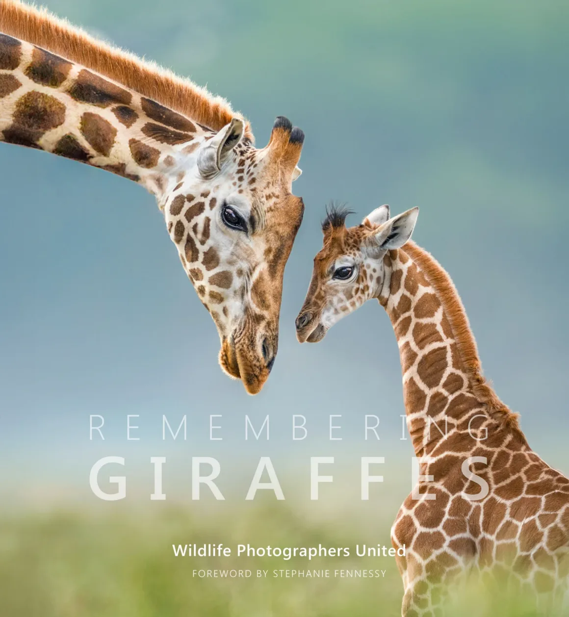 Remembering Giraffes: Dünyanın Önde Gelen Fotoğrafçıları Zürafalar İçin Bir Araya Geldi 28 Yetişkin bir zürafa ile yavrusu yakın planda birbirlerine bakıyor; görüntünün üzerinde 'Remembering Giraffes' ve 'Wildlife Photographers United' yazıları bulunuyor.
