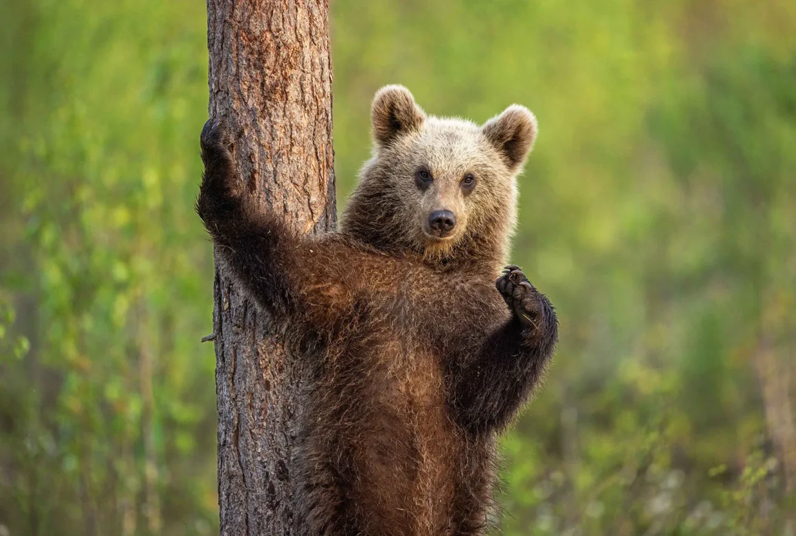 Nikon Comedy Wildlife Awards 2026’nın En Komik 33 Karesi 46 Kahverengi ayı yavrusu bir ağaç gövdesine yaslanmış, bir patisini kaldırarak kameraya doğru bakıyor.