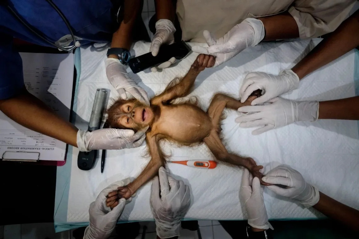 Genç bir orangutan, etrafında eldivenli eller, termometre ve tıbbi ekipman bulunan muayene masasında yatıyor.