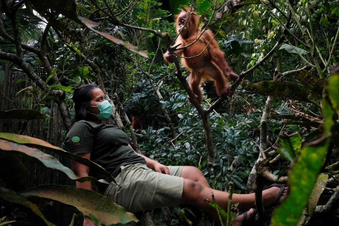 Yeşil yüz maskesi ve üniforma giyen bir kişi bir ağacın üzerinde otururken üstündeki dalda duran genç orangutana bakıyor.