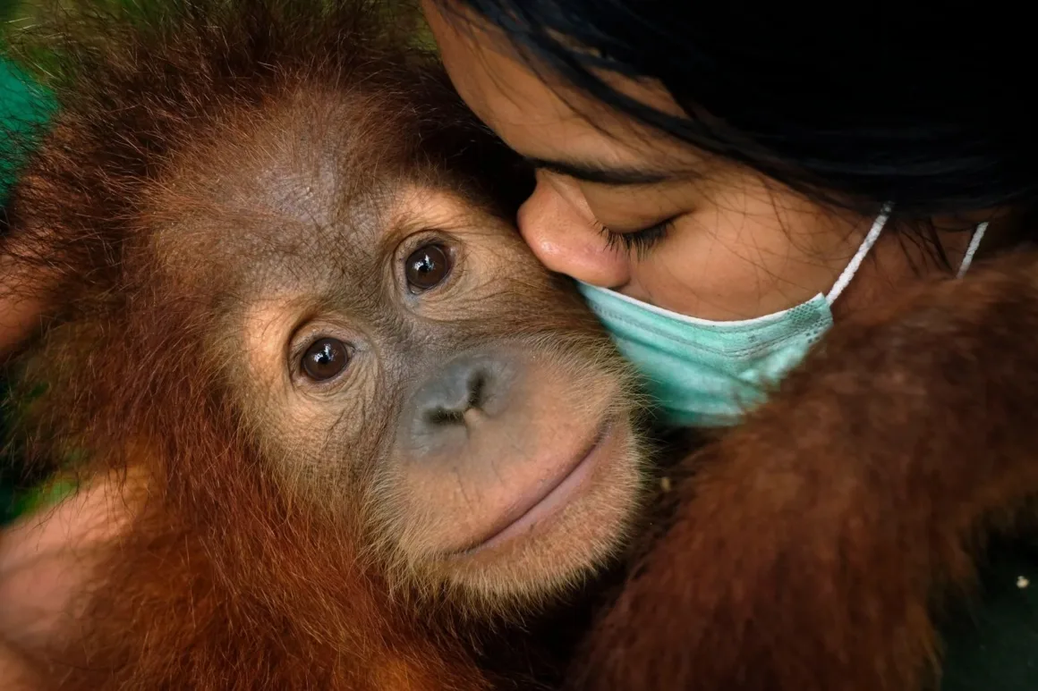 Açık mavi yüz maskesi takan bir kişi genç bir orangutana şefkatle yaklaşırken orangutan doğrudan kameraya bakıyor.