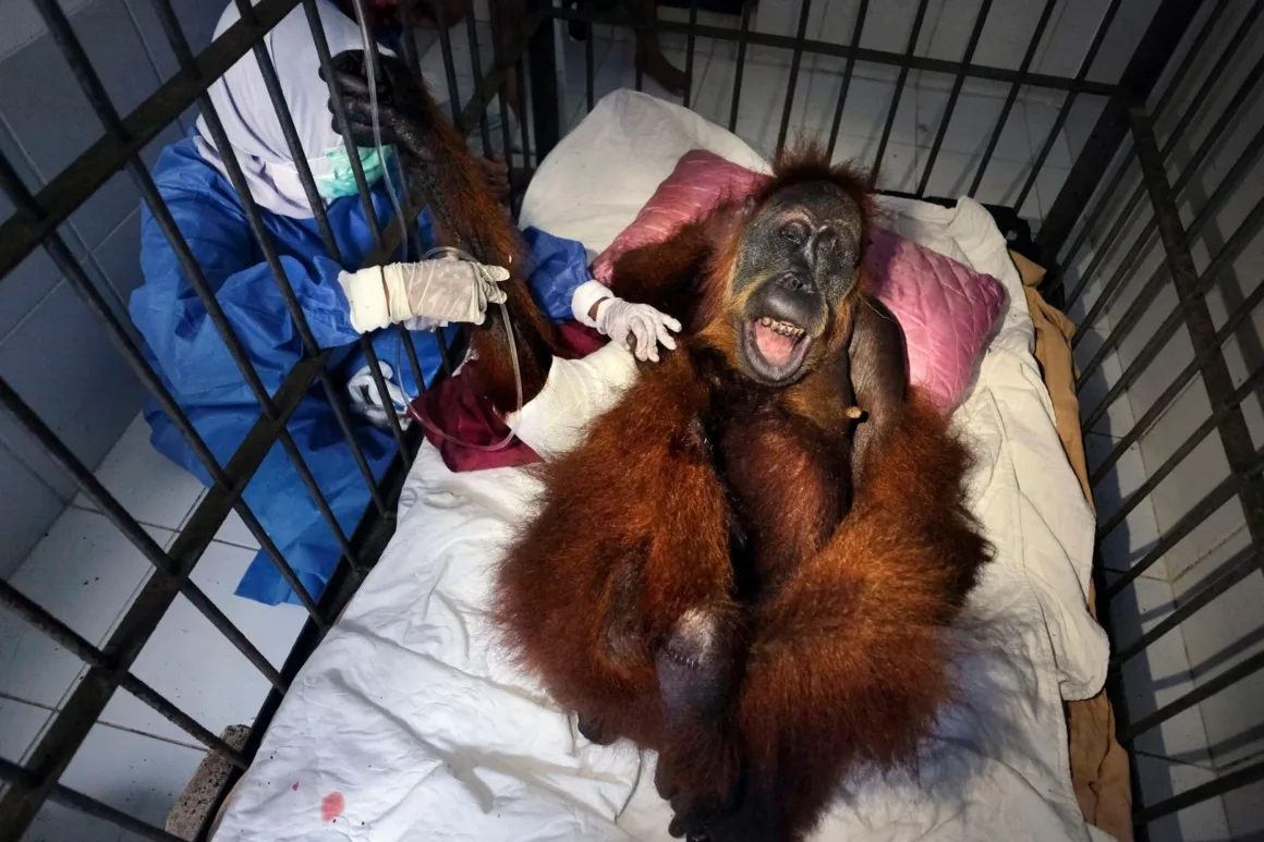 Tıbbi kıyafet ve yüz maskesi takan bir kişi, metal bir kafesin içindeki yatakta uzanan orangutana serum uyguluyor.