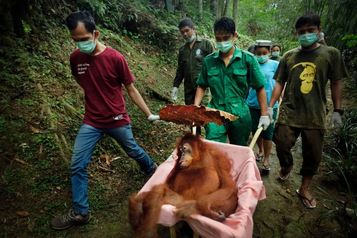 Yüz maskesi takan bir grup insan, pembe battaniyeyle kaplanmış bir el arabasında orangutanı ormanın içinden taşıyor.