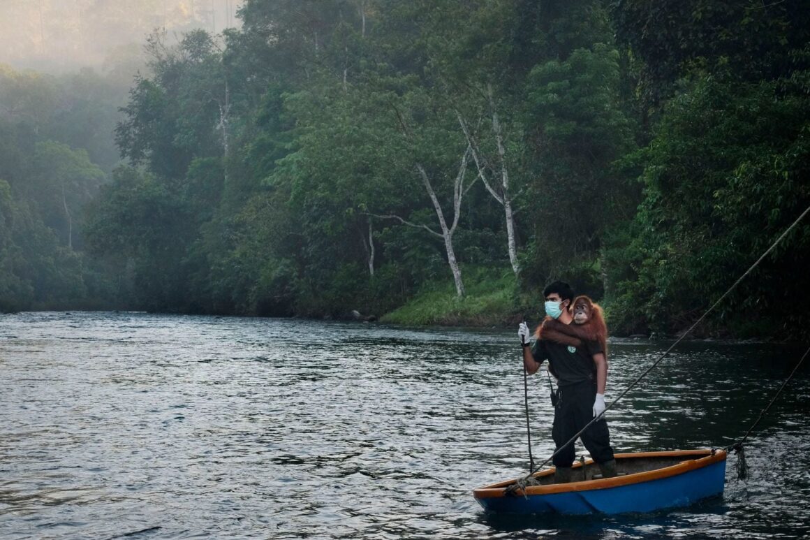 Yüz maskesi ve eldiven takan bir kişi, küçük mavi bir teknede sırtında bir orangutan taşıyor.