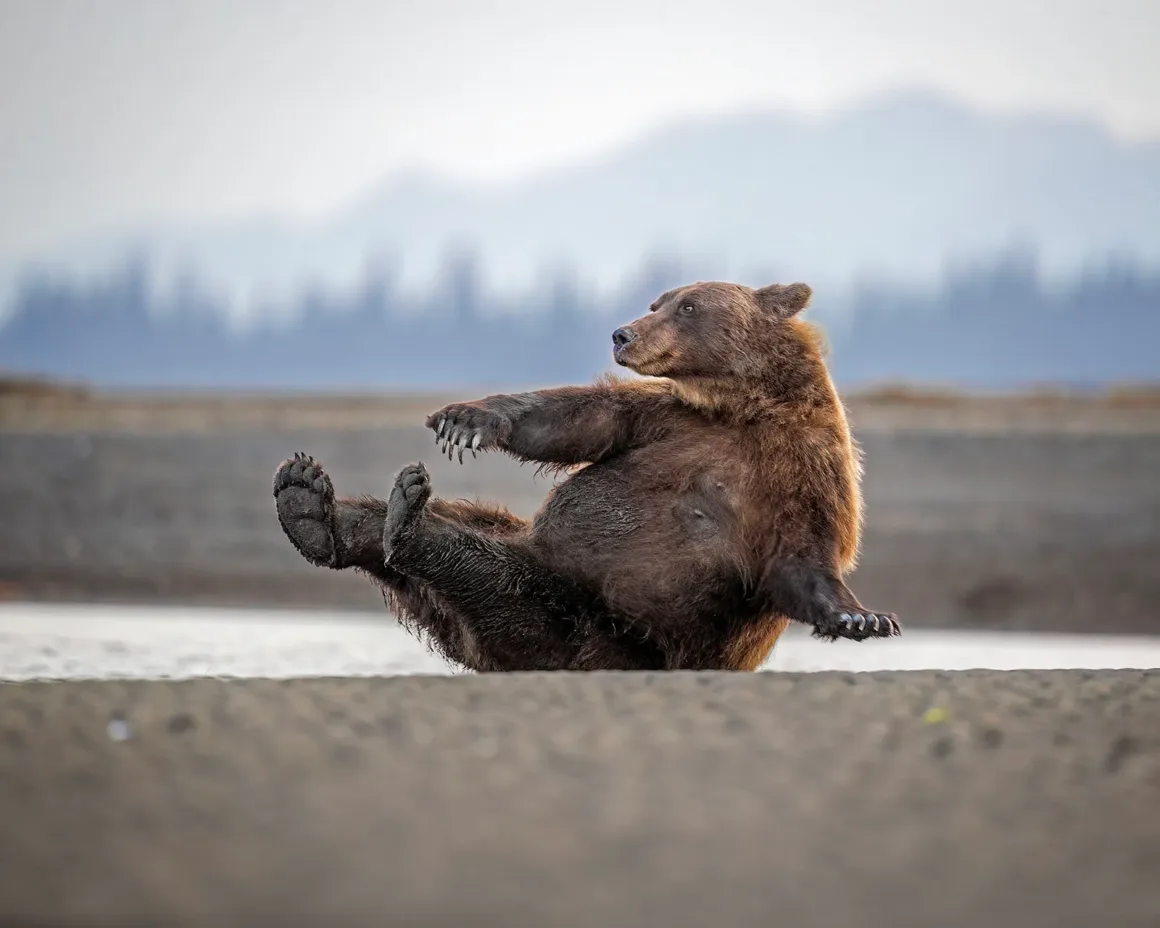 Nikon Comedy Wildlife Awards 2026’nın En Komik 33 Karesi 47 Kahverengi bir ayı, kumlu nehir kıyısında otururken bacaklarını havaya kaldırmış ve sağa doğru bakıyor.