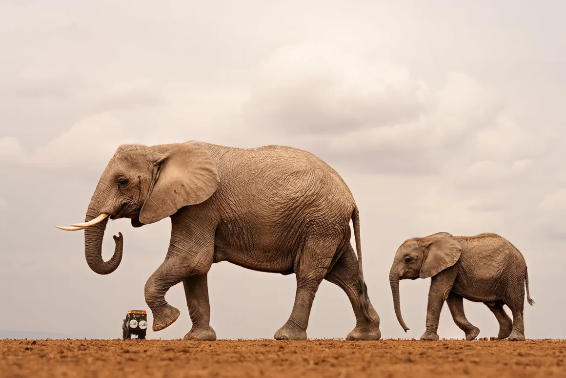 Nikon Comedy Wildlife Awards 2026’nın En Komik 33 Karesi 48 Yetişkin bir fil ve yavrusu kuru, düz arazide yürüyor; arkalarında uzakta küçük bir safari aracı görülüyor.