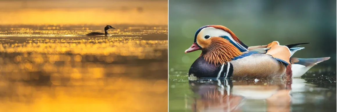 Hızı Fotoğrafa Dönüştürmek: Simone Marulli’nin Uçak Kareleri 34 Solda altın tonlu ışıklarla parlayan gölde yüzen küçük bir kuş, sağda ise renkli bir erkek mandarin ördeği görülüyor.