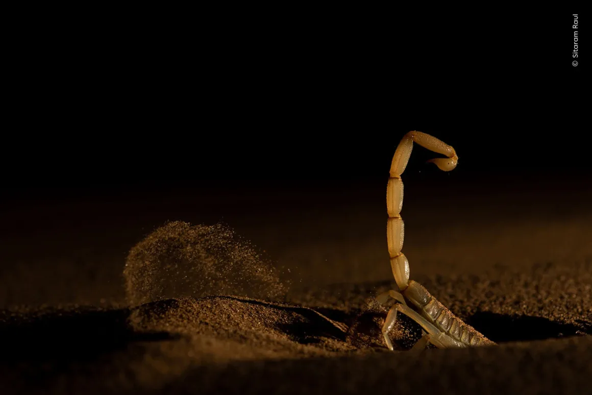 Wildlife Photographer of the Year 2026: Ölü Yavrusunu Taşıyan Fil Fotoğrafı Büyük Ödülü Kazandı 25 Bir akrep kuyruğu yukarı doğru kıvrılmış halde kumdan çıkıyor ve koyu arka plan üzerinde gölge oluşturuyor.
