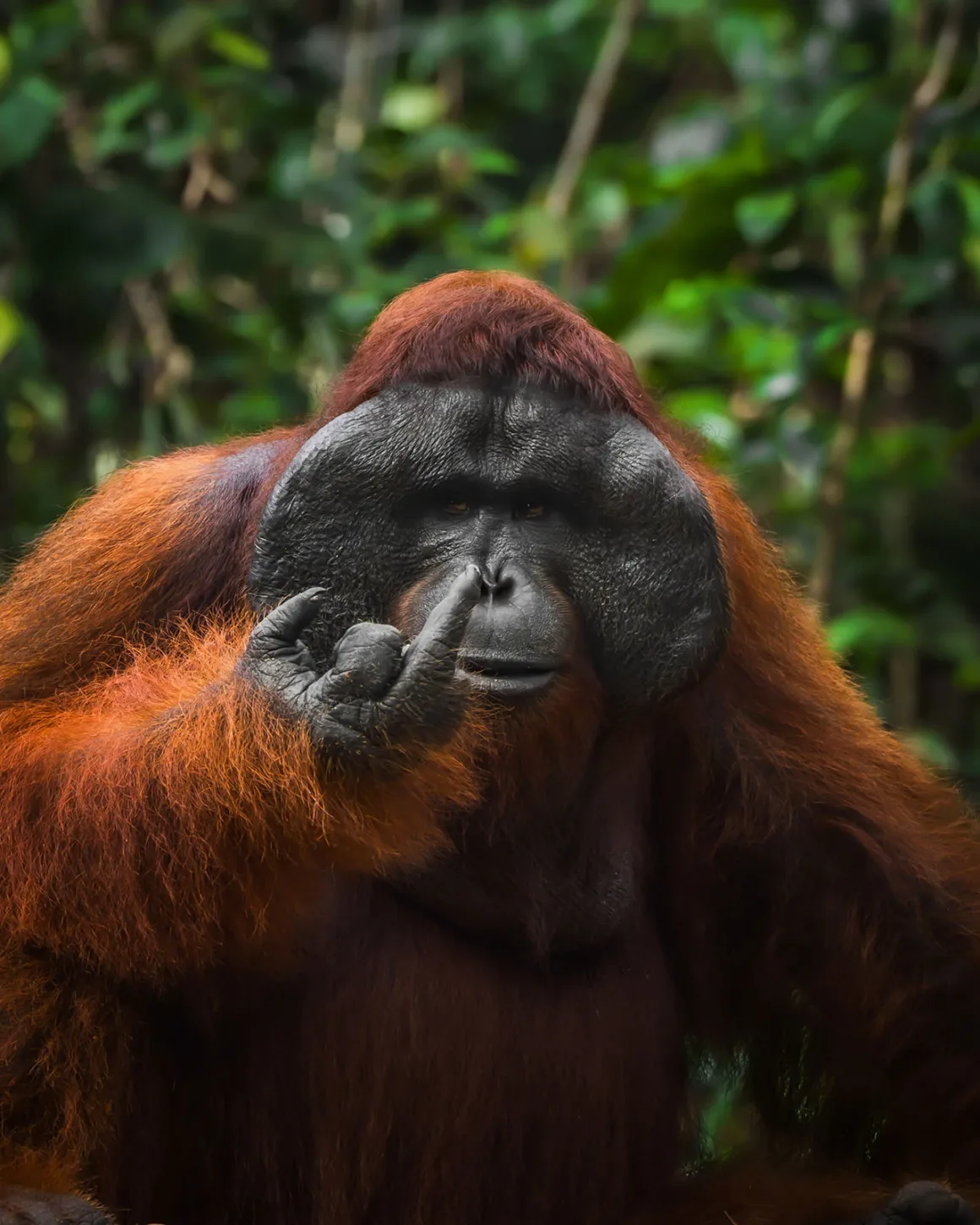 Nikon Comedy Wildlife Awards 2026’nın En Komik 33 Karesi 50 Belirgin yanak yastıklarına sahip erkek orangutan kameraya bakarken bir parmağını burnunun yakınına kaldırmış.