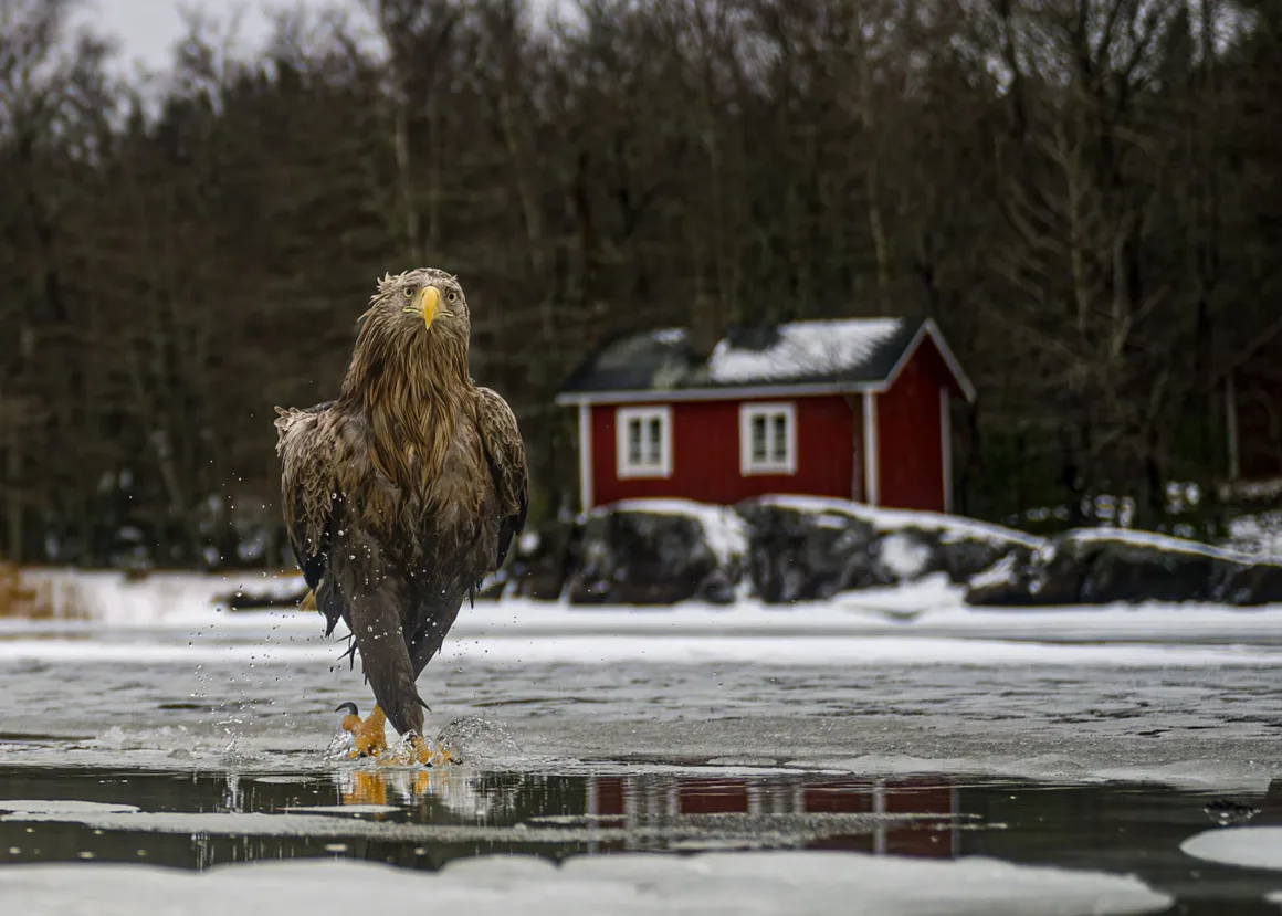 Nikon Comedy Wildlife Awards 2026’nın En Komik 33 Karesi 51 Ak kuyruklu kartal kısmen donmuş göl üzerinde yürüyor; arka planda küçük kırmızı bir kulübe bulunuyor.
