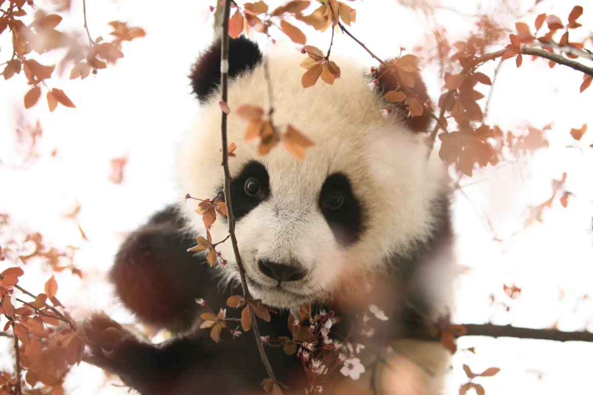 Dev Pandaların Dünyası: Çin’in Koruma Hikâyesi 80’den Fazla Fotoğrafla 18 Bir dev panda yavrusu, küçük kırmızımsı kahverengi yapraklar ve beyaz çiçeklerle kaplı ağacın dalları arasından bakıyor.